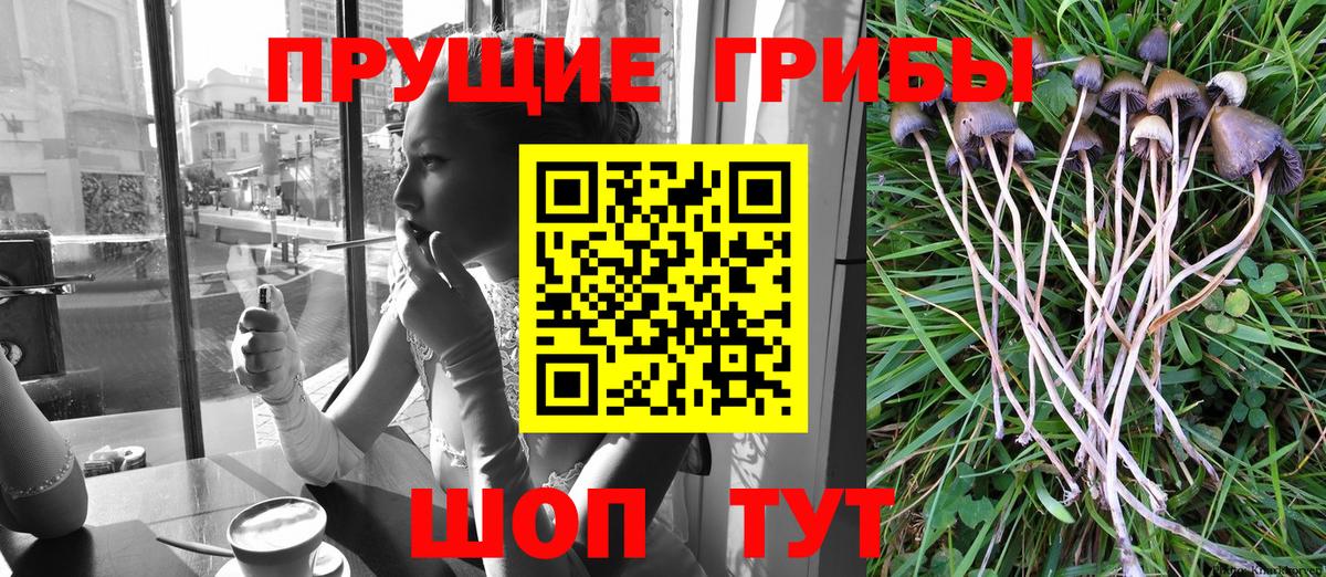 Псилоцибиновые грибы прущие грибы Верхний Уфалей